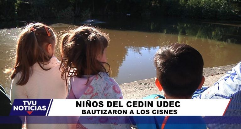 cisnes